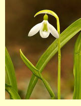 Подснежник (Galanthus nivalis L.) Подснежник (Galanthus nivalis L.)